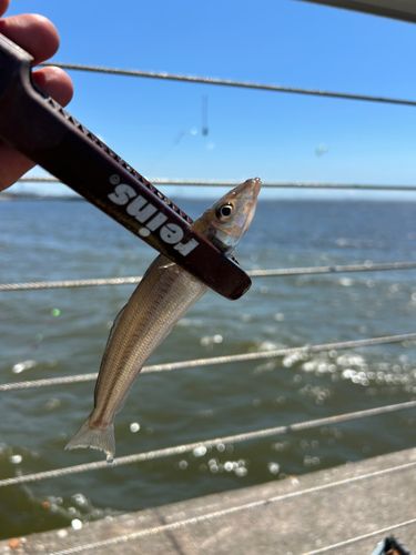 シロギスの釣果