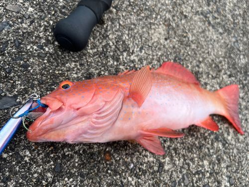スジアラの釣果