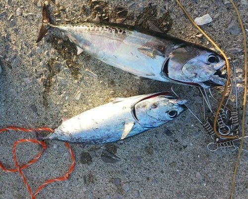 ソウダガツオの釣果