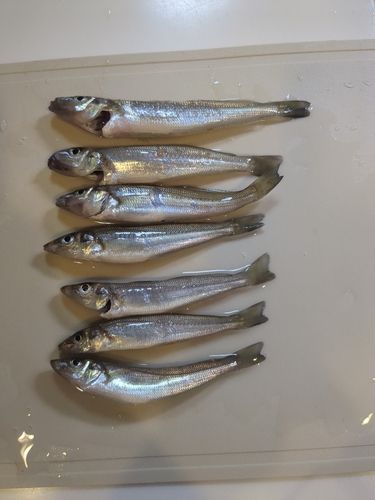 キスの釣果