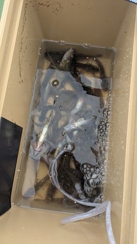 ハゼの釣果