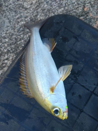 イサキの釣果