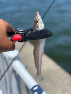 キスの釣果