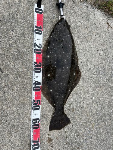 ヒラメの釣果
