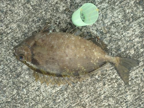 アイゴの釣果