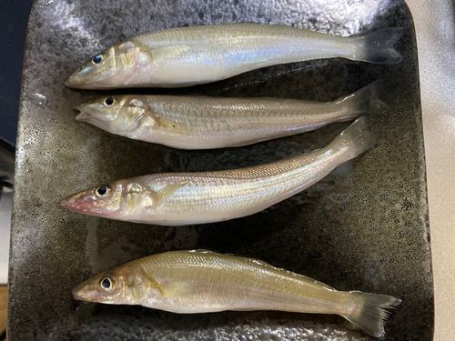 キスの釣果