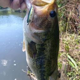 ラージマウスバス