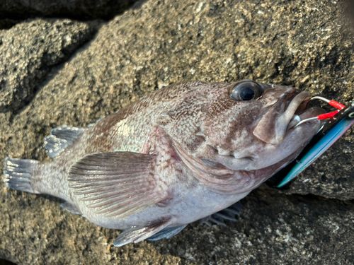 マゾイの釣果