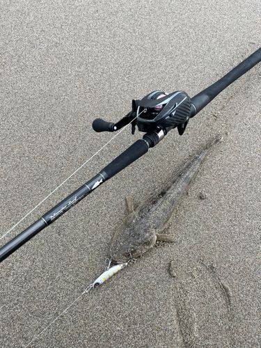 マゴチの釣果
