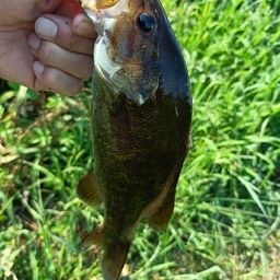 スモールマウスバス