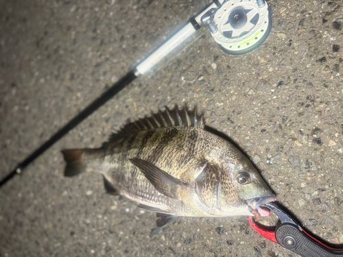 クロダイの釣果