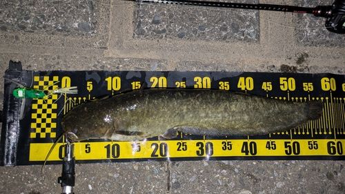 ナマズの釣果
