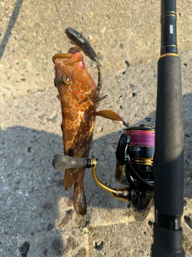 キジハタの釣果