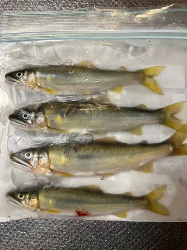 アユの釣果