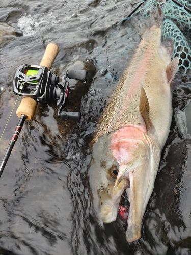 ニジマスの釣果