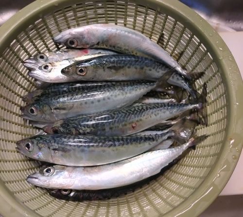 サバの釣果