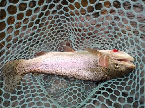 ニジマスの釣果