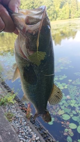 ラージマウスバスの釣果