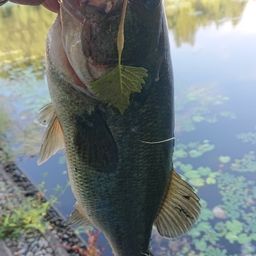 ラージマウスバス