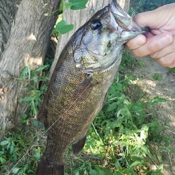 スモールマウスバス