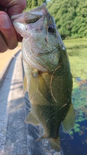 ラージマウスバスの釣果