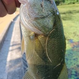 ラージマウスバス