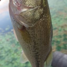 ラージマウスバス