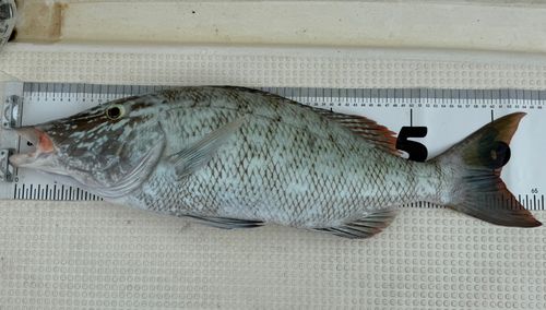 キツネフエフキの釣果