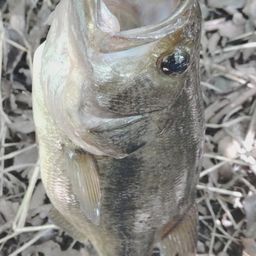 ラージマウスバス