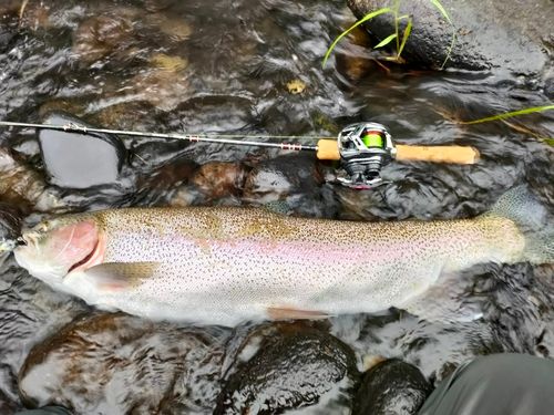 ニジマスの釣果