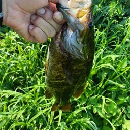 スモールマウスバス