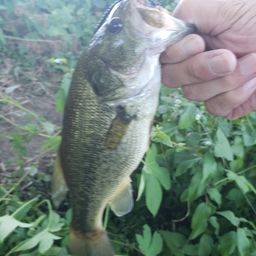 ラージマウスバス