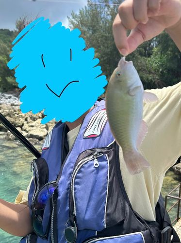 ブダイの釣果