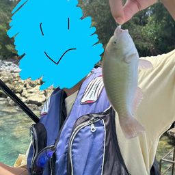 ブダイ