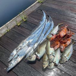 アジ