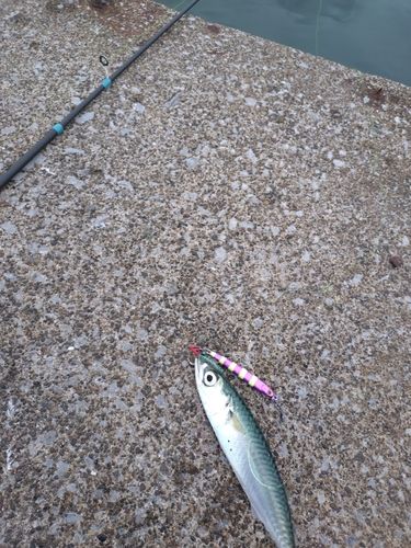 サバの釣果