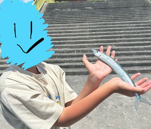 サヨリの釣果