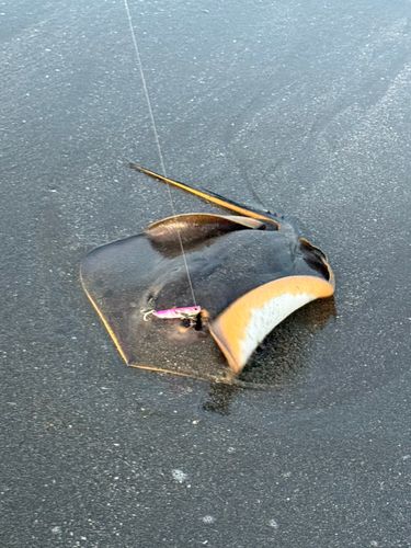 アカエイの釣果