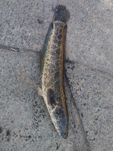 ライギョの釣果