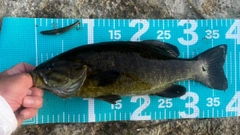 スモールマウスバスの釣果