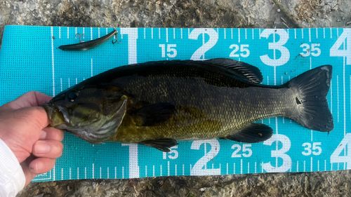スモールマウスバスの釣果