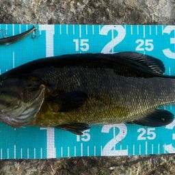 スモールマウスバス