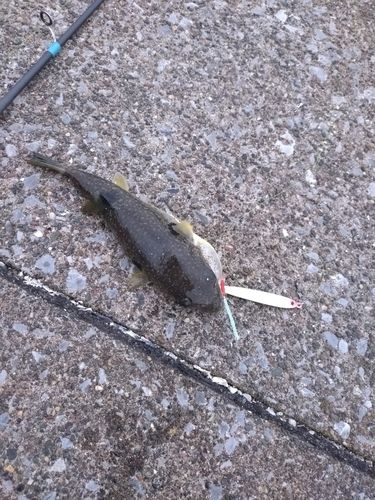 フグの釣果