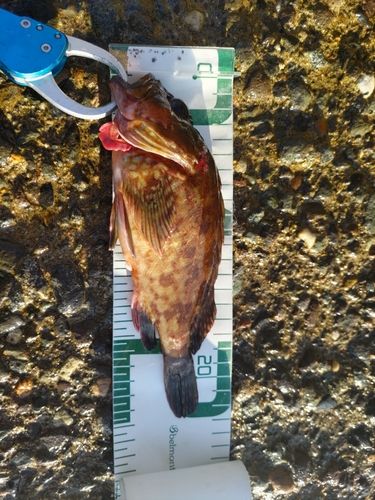 カサゴの釣果