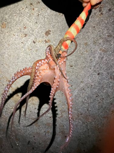 タコの釣果