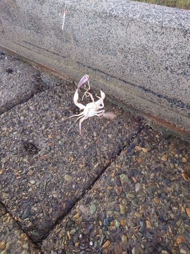 カニの釣果