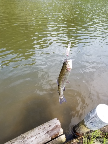 ニジマスの釣果