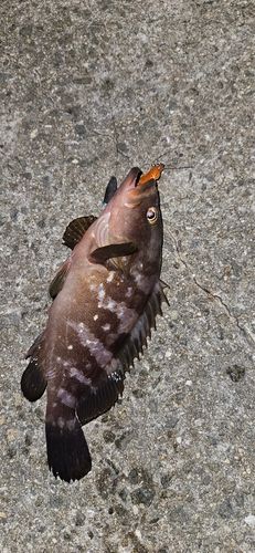 アコウの釣果