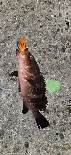 アコウの釣果