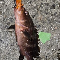 アコウ